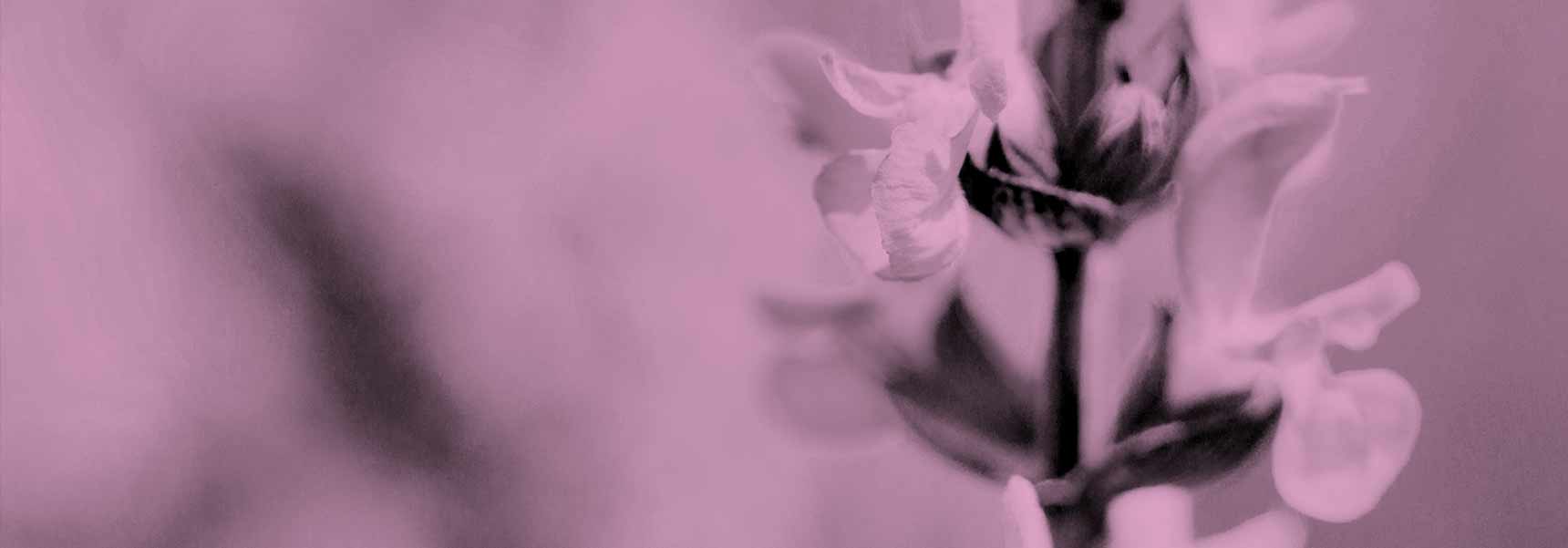 Clary Sage